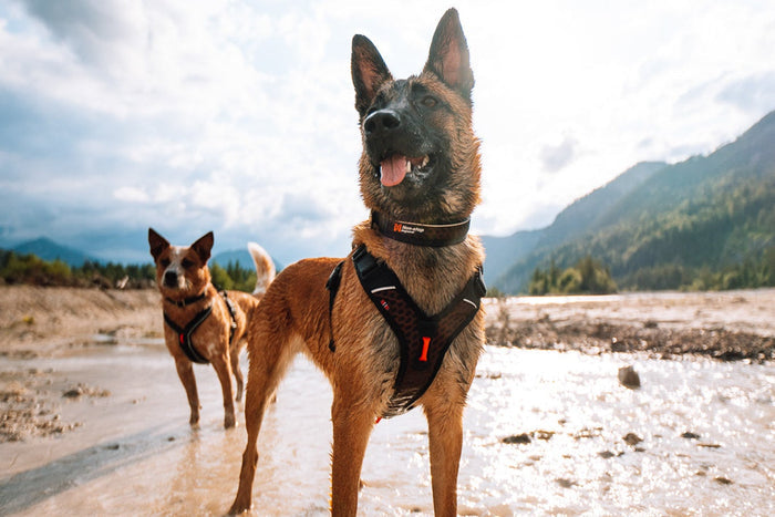 Non-stop - Rock Adjustable Collar