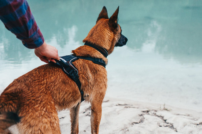 Non-stop - Rock Harness