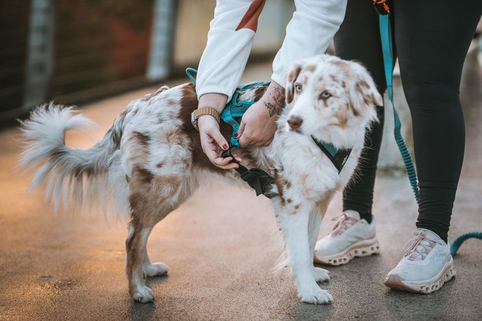 Lifestyle image of the Rush Harness, being clipped up onto a white dog.