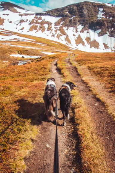 Lifestyle image of the Strong Lead, showing two dogs walking ahead of a trail.