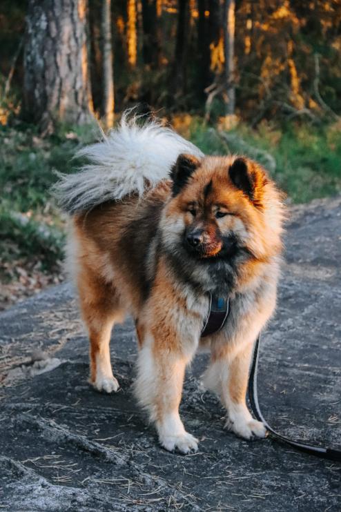 Lifestyle image of the Strong Lead, showing a dog standing on a road wearing a harness.