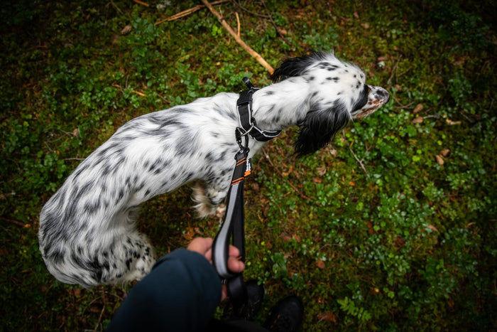 Lifestyle image of the Touring Bungee Lead, being attached to a white and black dog.