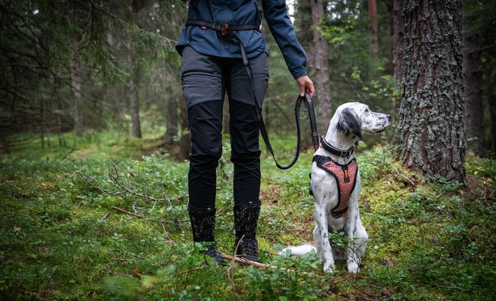 Lifestyle image of a dog wearing a harness in a forest, with an owner holding the Touring Bungee lead.