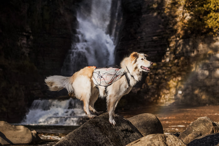 Lifestyle image of the Trail Light Backpack, on a cream dog standing in front of a waterfall and standing on a rock.