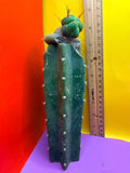 Pala Rez cactus Graft