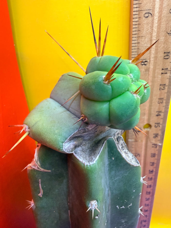 Pala Rez cactus Graft