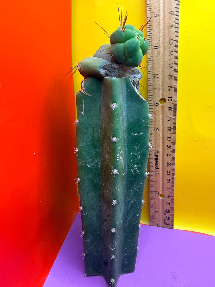Pala Rez cactus Graft
