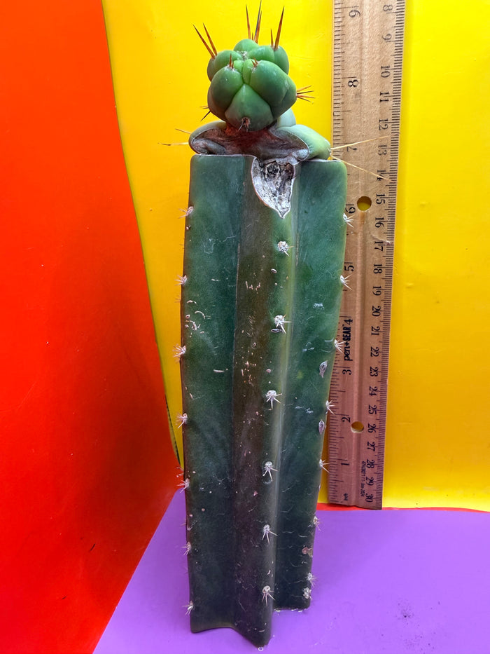 Pala Rez cactus Graft