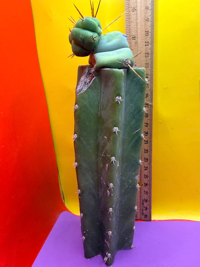 Pala Rez cactus Graft