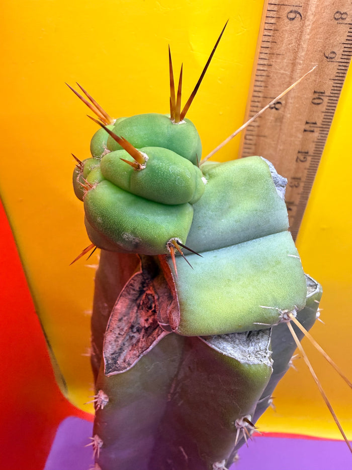 Pala Rez cactus Graft