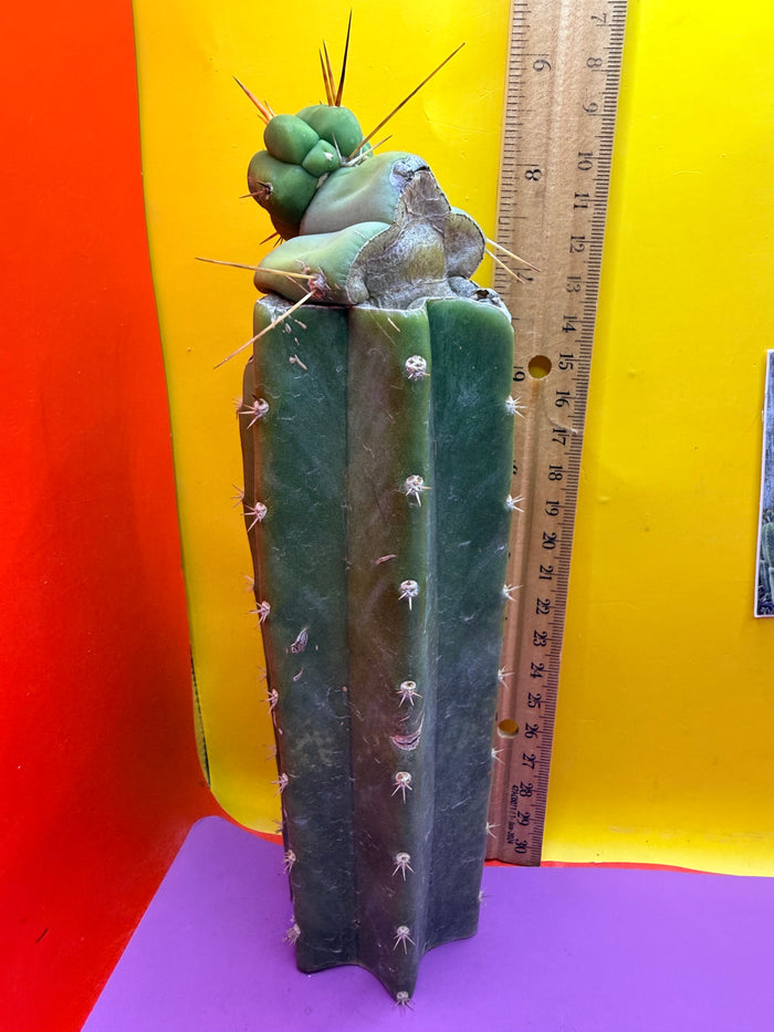 Pala Rez cactus Graft