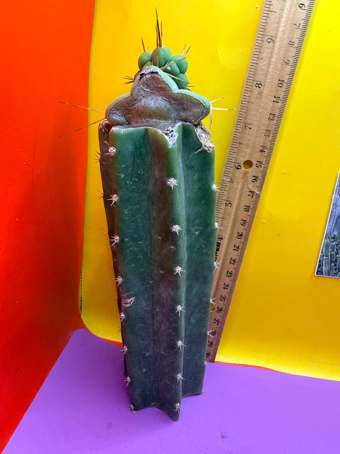 Pala Rez cactus Graft