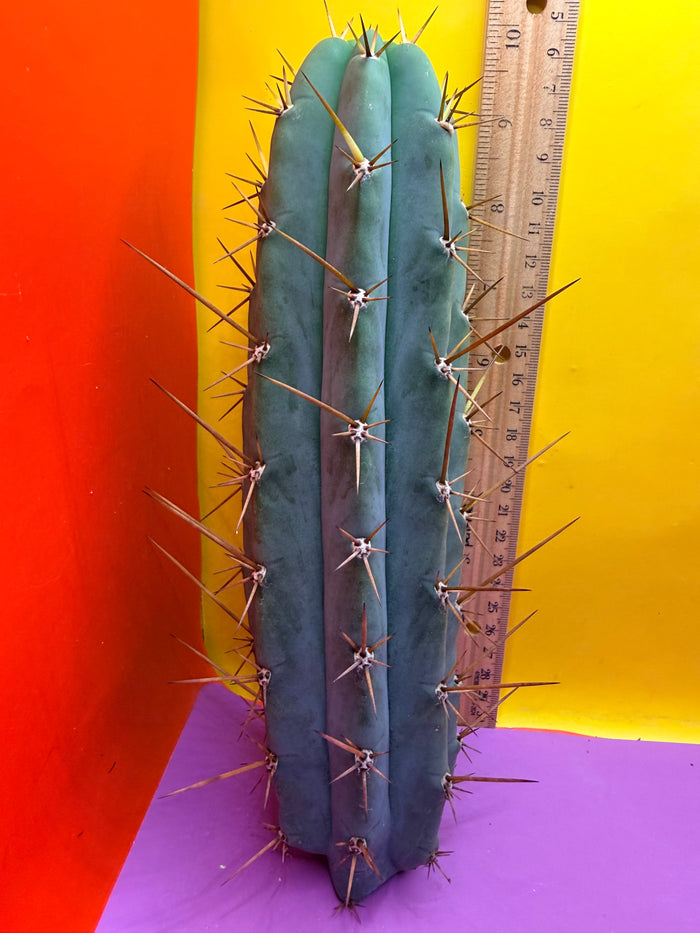 PALA  🌶️🌶️! This exact cactus cutting of trichocereus