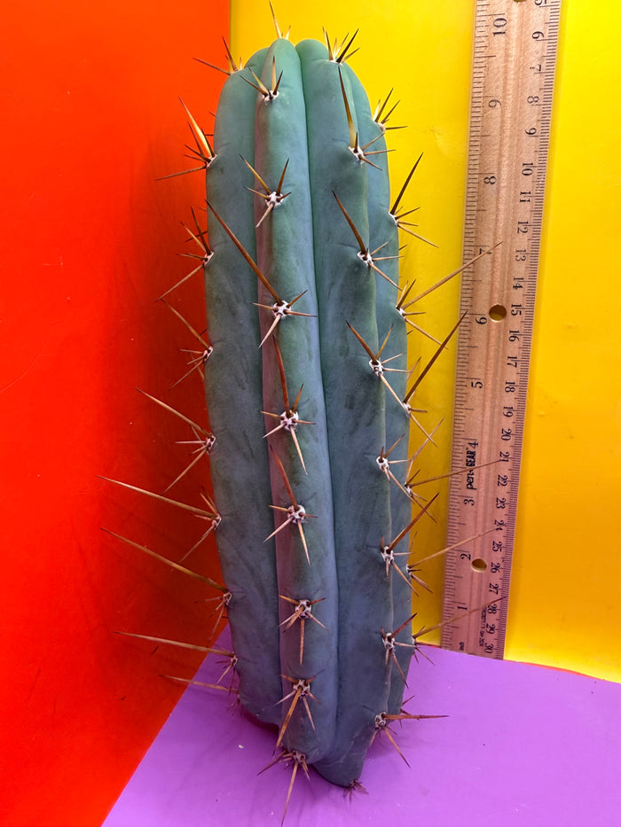 PALA  🌶️🌶️! This exact cactus cutting of trichocereus