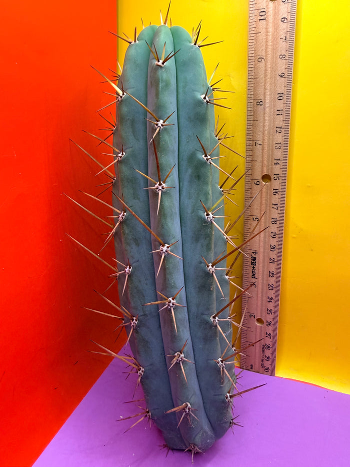 PALA  🌶️🌶️! This exact cactus cutting of trichocereus