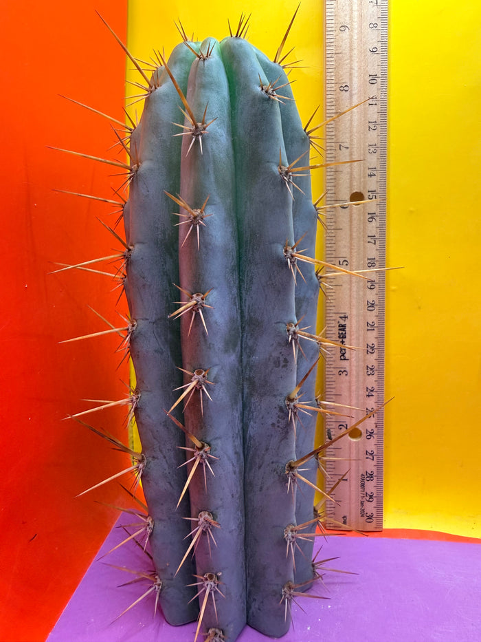 Powdery Blue Trichocereus Peruvianus !!