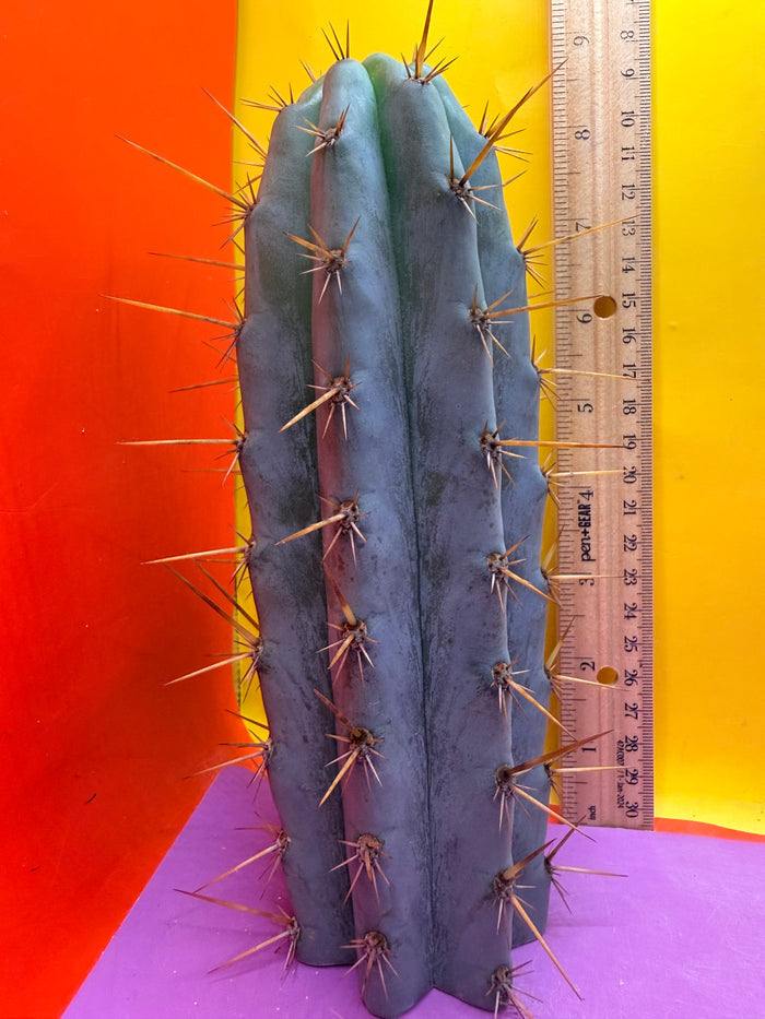 Powdery Blue Trichocereus Peruvianus !!