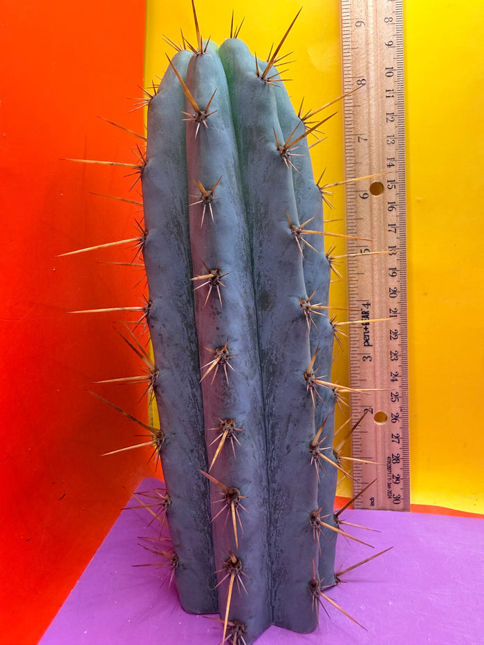 Powdery Blue Trichocereus Peruvianus !!