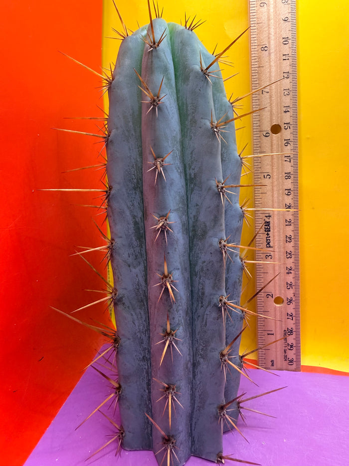 Powdery Blue Trichocereus Peruvianus !!