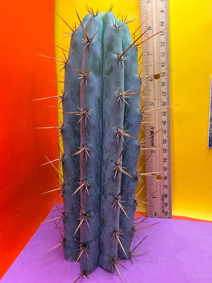 Powdery Blue Trichocereus Peruvianus !!