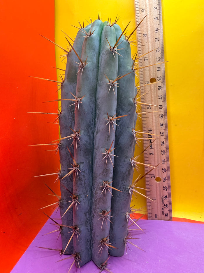 Powdery Blue Trichocereus Peruvianus !!