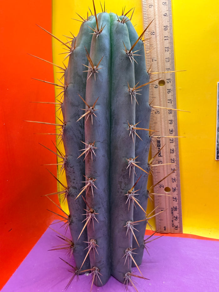 Powdery Blue Trichocereus Peruvianus !!