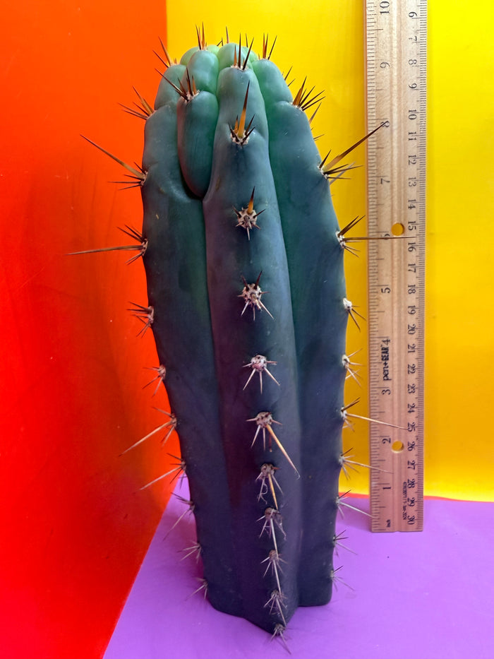 “RC’s T.P. 🧻”  trichocereus peruvianus !!
