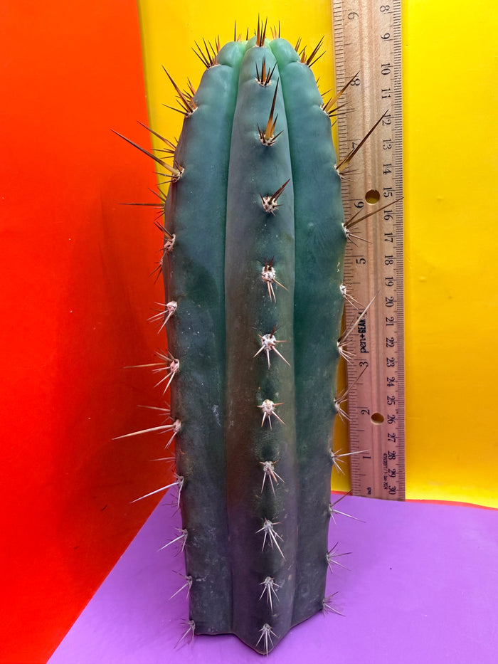 “RC’s T.P. 🧻”  trichocereus peruvianus !!