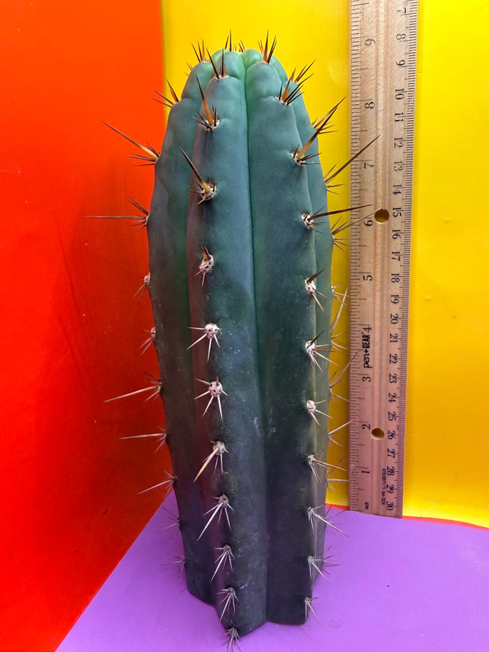 “RC’s T.P. 🧻”  trichocereus peruvianus !!
