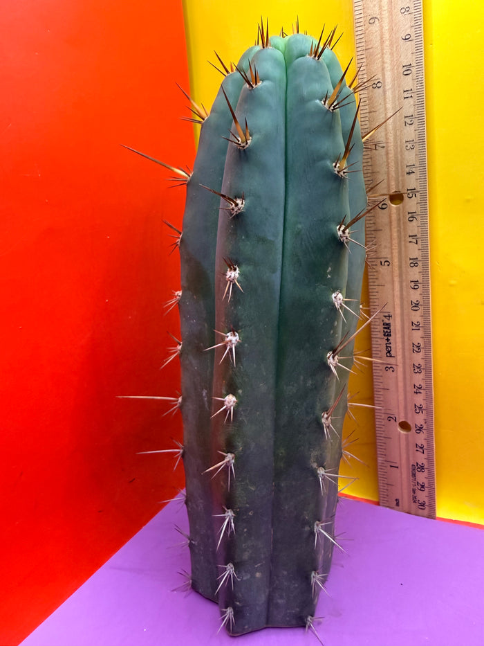 “RC’s T.P. 🧻”  trichocereus peruvianus !!