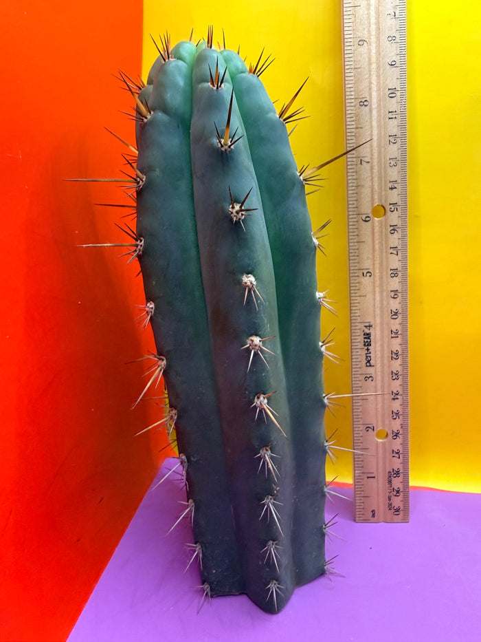 “RC’s T.P. 🧻”  trichocereus peruvianus !!