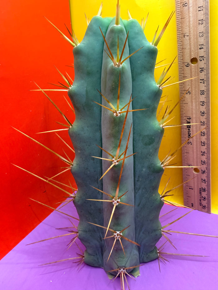 Revert Longform TBM PENISCACTUS !!!
