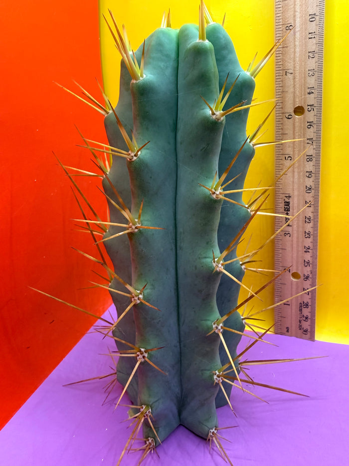 Revert Longform TBM PENISCACTUS !!!
