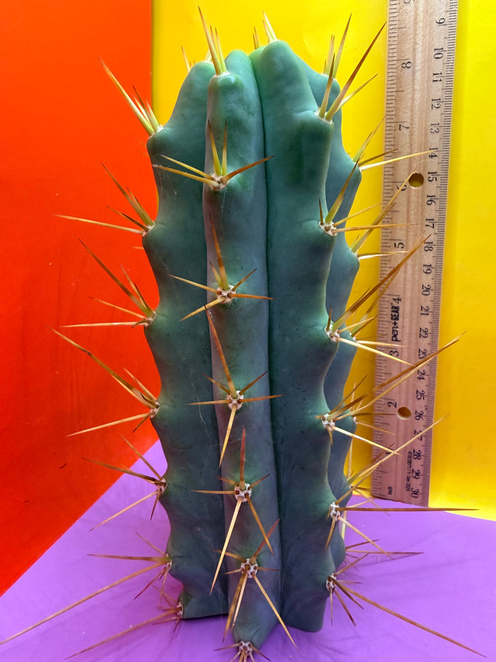 Revert Longform TBM PENISCACTUS !!!