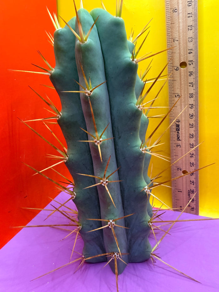 Revert Longform TBM PENISCACTUS !!!
