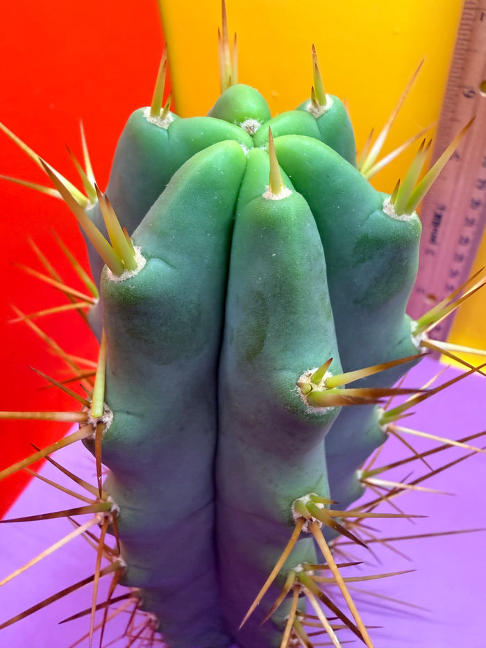 Revert Longform TBM PENISCACTUS !!!