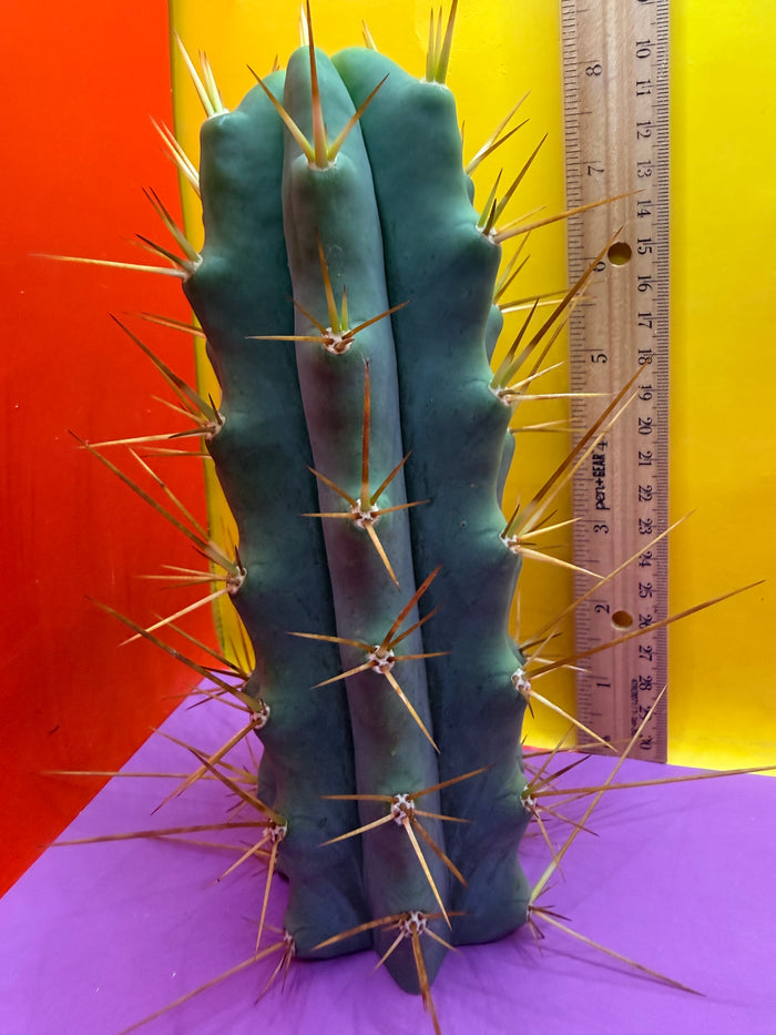Revert Longform TBM PENISCACTUS !!!