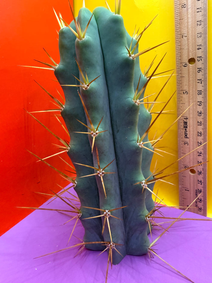 Revert Longform TBM PENISCACTUS !!!