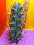 Reverted PENiSCACTUS !!! Longform tbmA