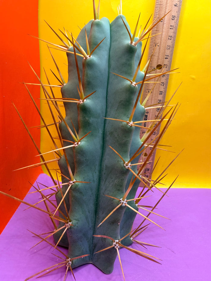 Reverted PENiSCACTUS !!! Longform tbmA