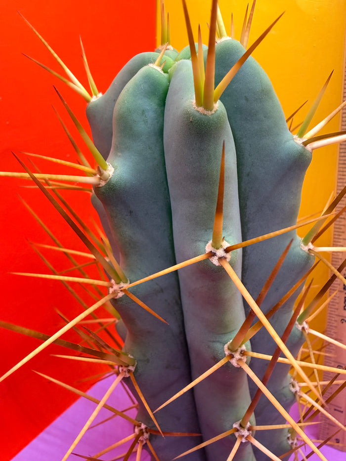 Reverted PENiSCACTUS !!! Longform tbmA