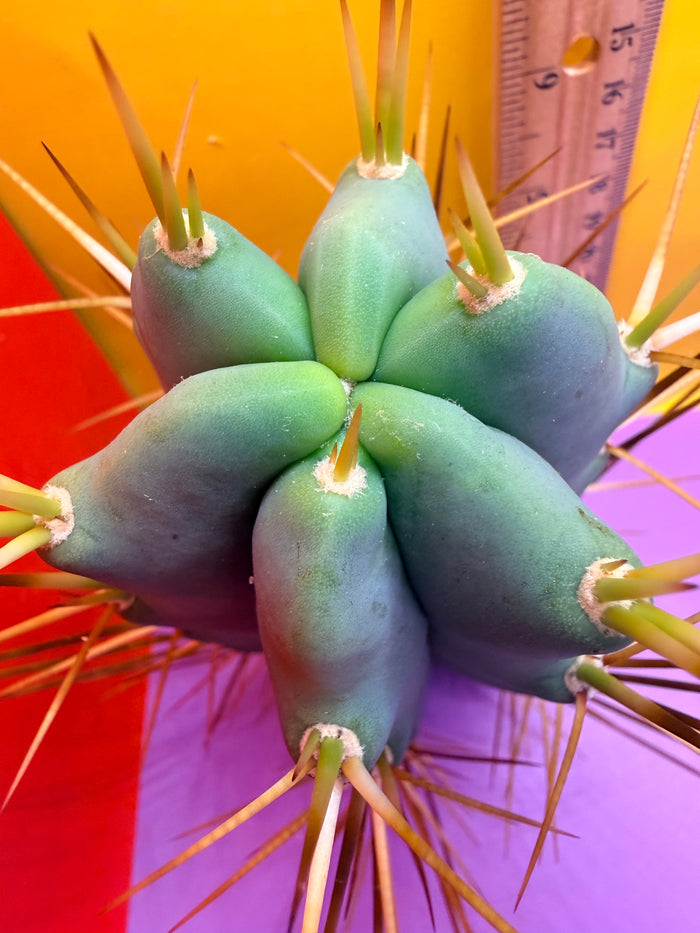 Reverted PENiSCACTUS !!! Longform tbmA
