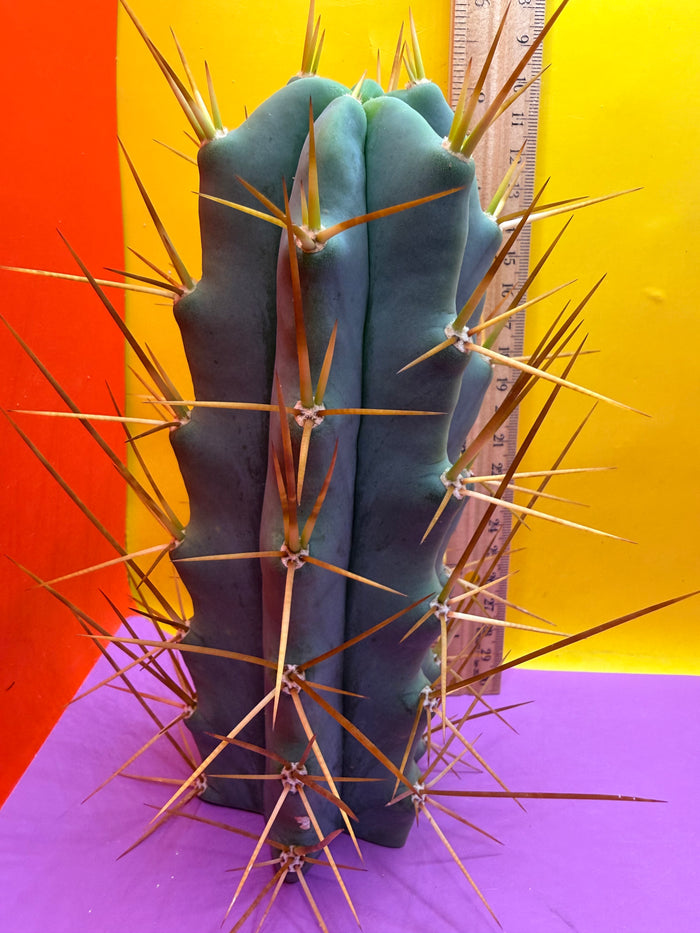 Reverted PENiSCACTUS !!! Longform tbmA