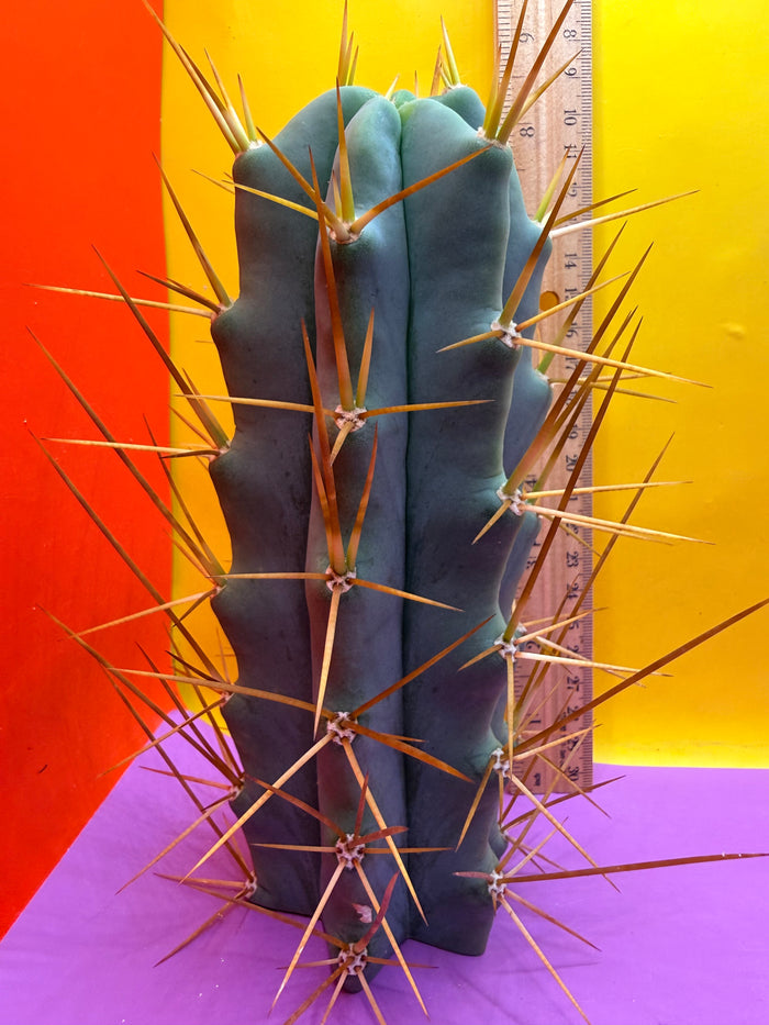 Reverted PENiSCACTUS !!! Longform tbmA