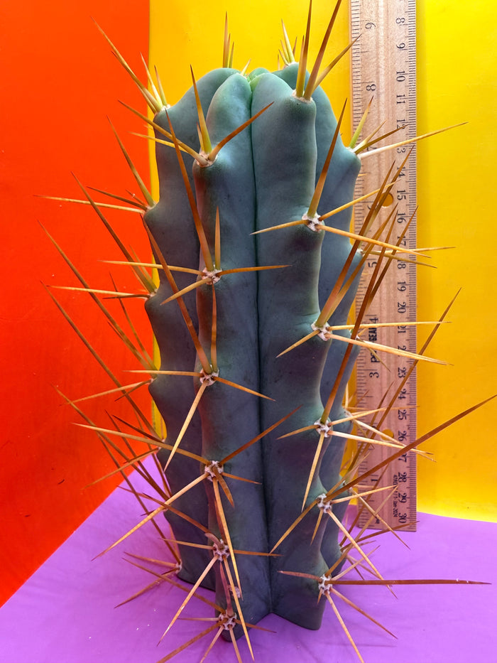 Reverted PENiSCACTUS !!! Longform tbmA