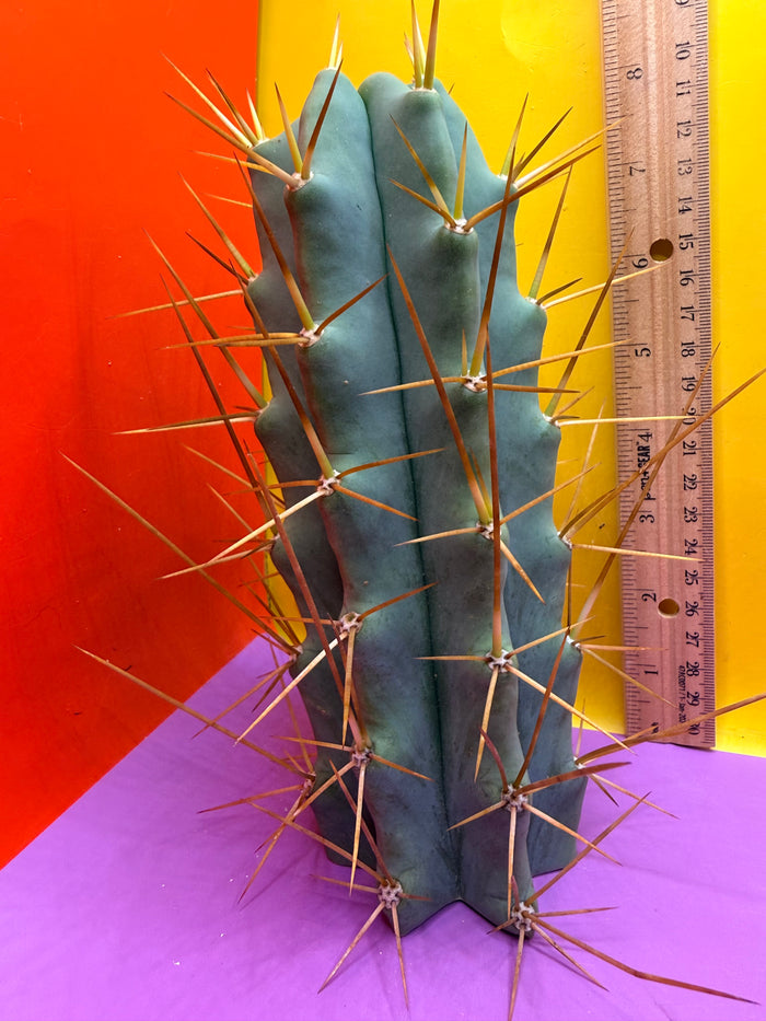 Reverted PENiSCACTUS !!! Longform tbmA
