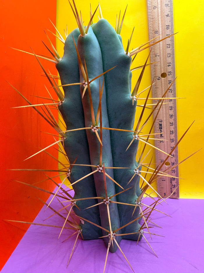 Reverted PENiSCACTUS !!! Longform tbmA