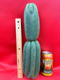 Ribshifting Cahuilla cactus   !