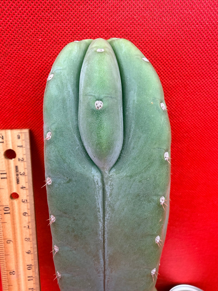 Ribshifting Cahuilla cactus   !