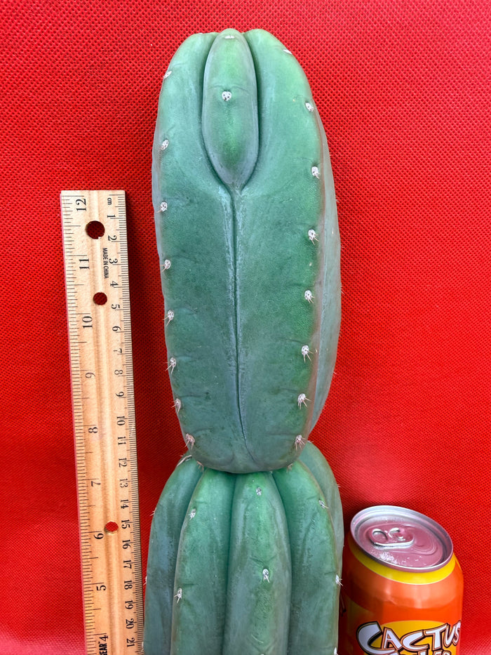 Ribshifting Cahuilla cactus   !